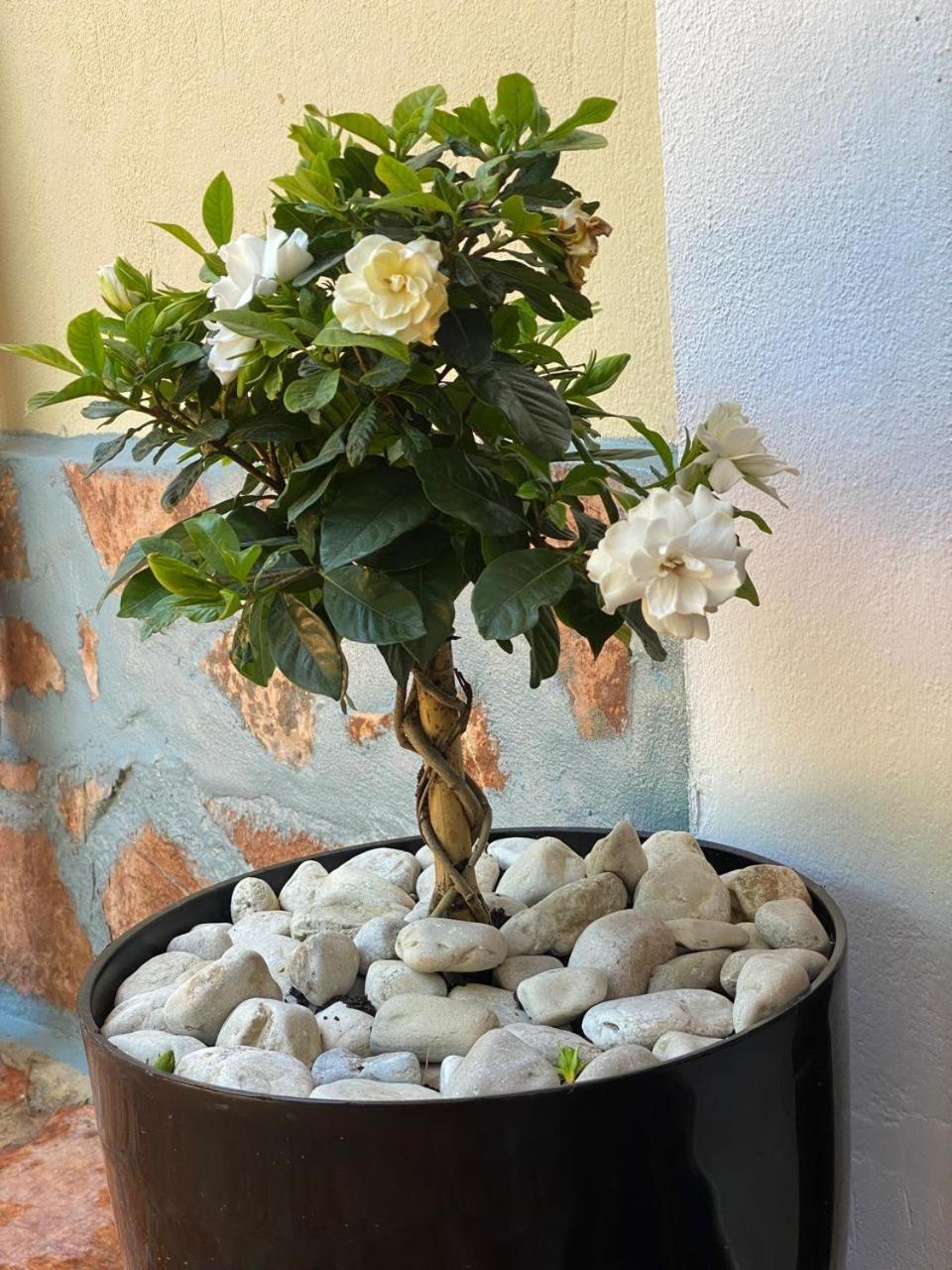 Olive Tree Apartment Саранда Екстер'єр фото