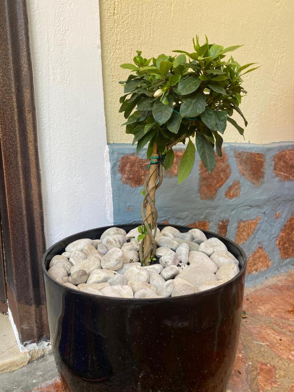 Olive Tree Apartment Саранда Екстер'єр фото